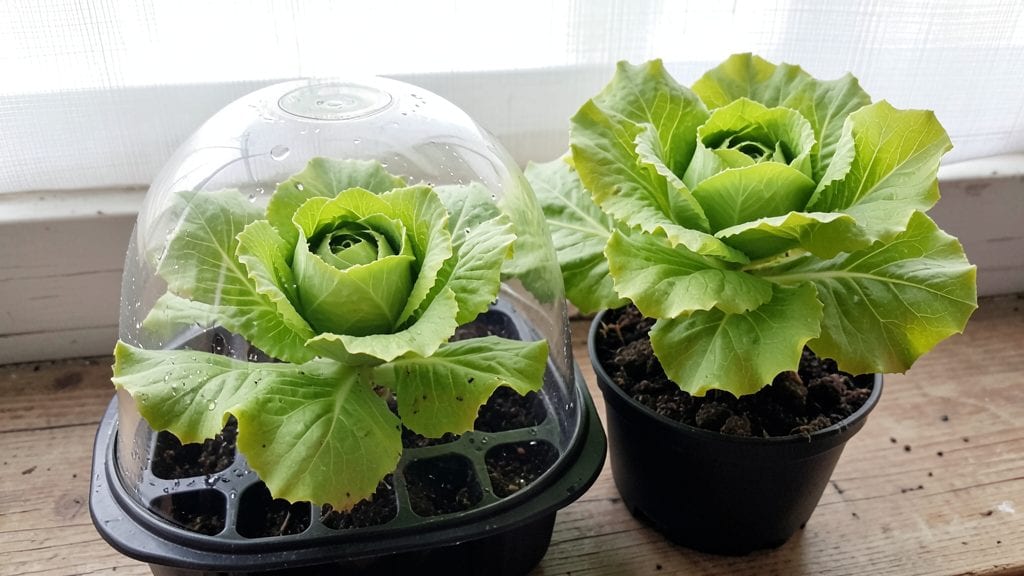 When to Start Seeds for Spring Garden: Exact Indoor Timing by Plant Type