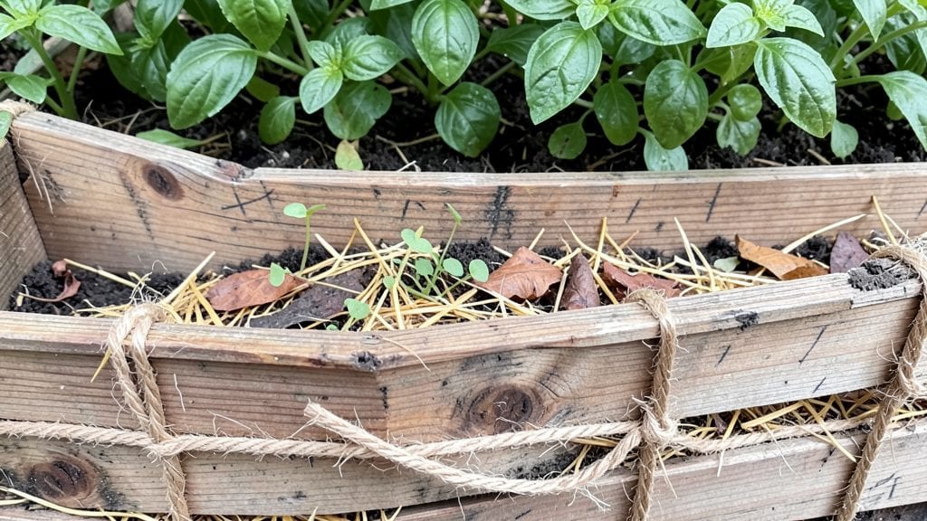 Woven Garden Beds: Elevated Planter Designs for Year-Round Greenery